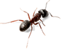 ant